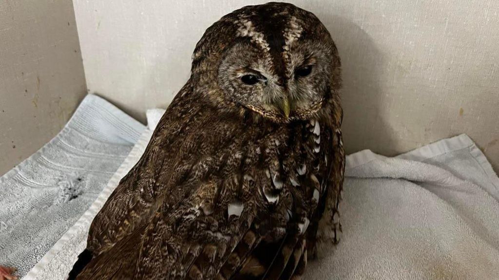 An injured tawny owl