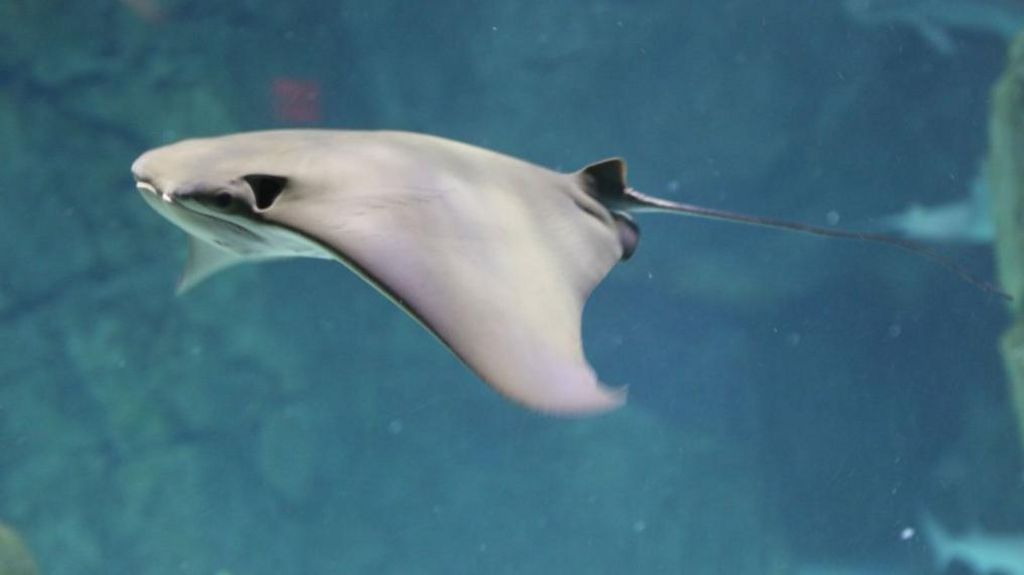 A stingray in water