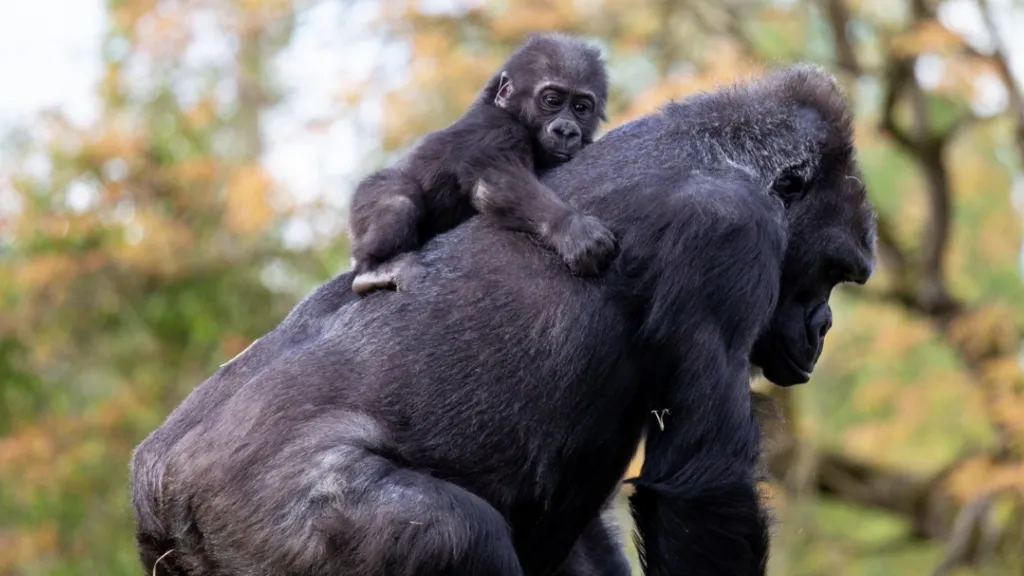 A small black Western lowland infant gorilla Hasani laying on the back of surrogate mum Kera at Bristol Zoo Gardens in Clifton. There are trees softly out of focus in the background.