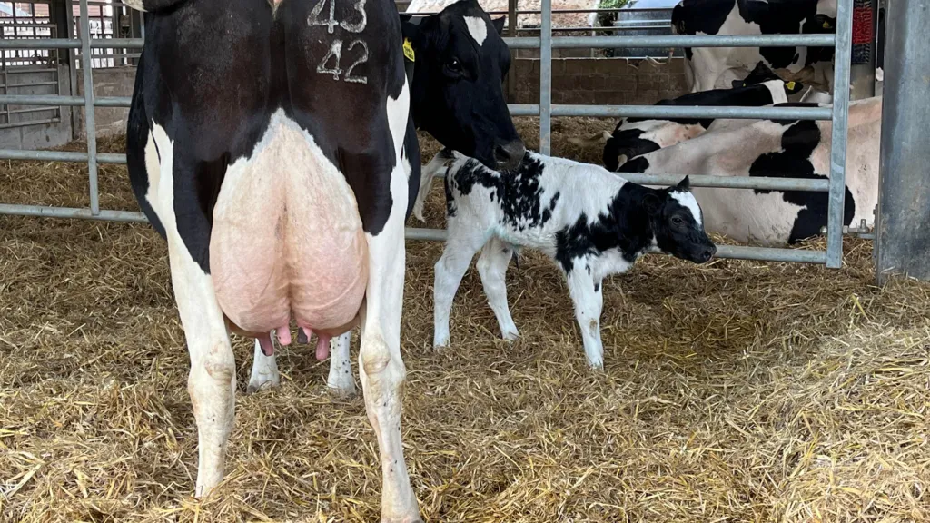 «El bienestar de mis vacas criadas en pastoreo es comparable al de cualquier otro rebaño».