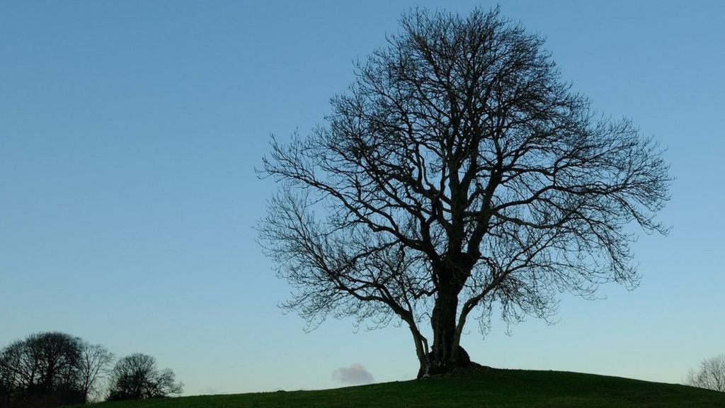 Ash tree silohuette, Cumbria (Image courtesy of National Trust Images and Peter Tasker)
