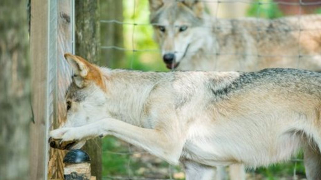Dogs and wolves share sense of fair play
