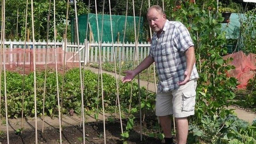 Gardeners believe a saboteur is holding a grudge against the allotments after a spate of vandalism.