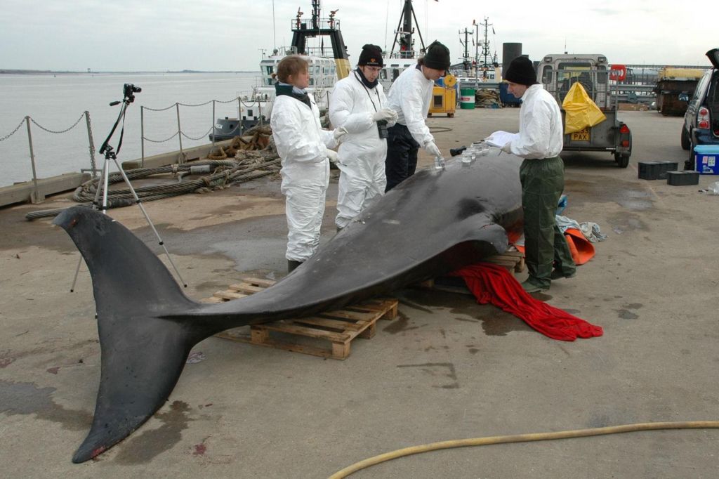 Four people wearing white protective overalls stand either side of a dead whale which is been placed on its side on the ground