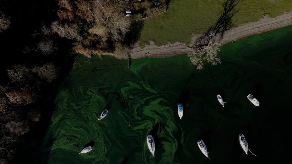 Light green algal blooms swirl around boats in the dark waters on the shore of the lake in a shot taken from a drone