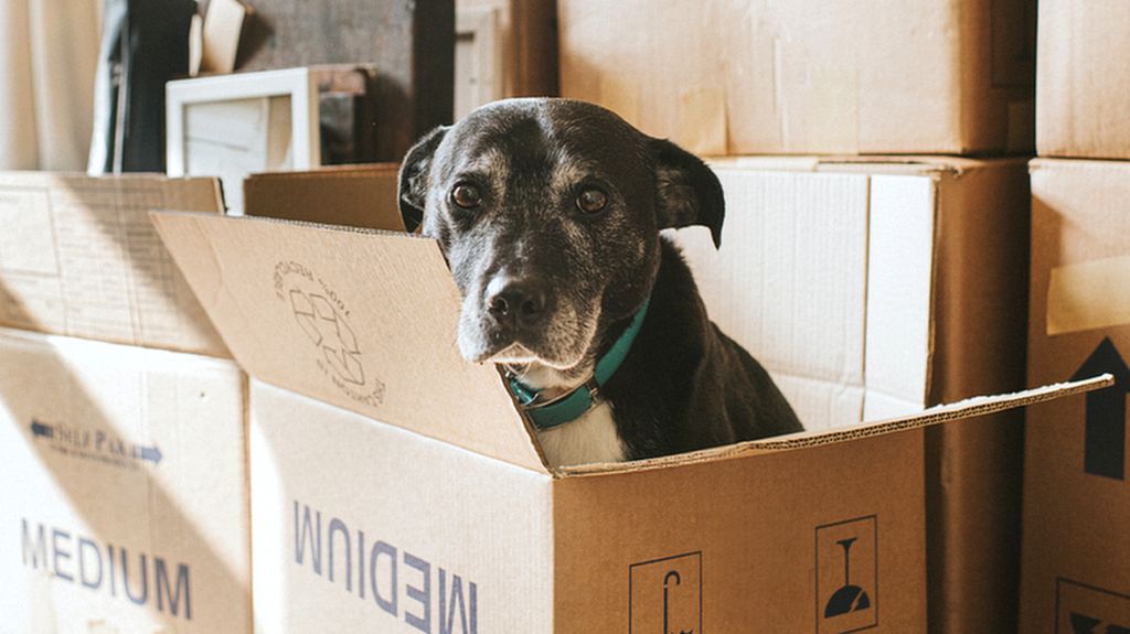 Dog in cardboard box