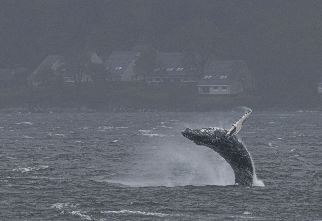 Loch Long whale