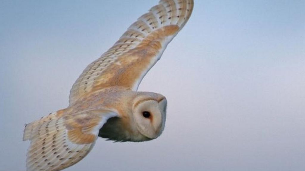 Owl shuts down police communications