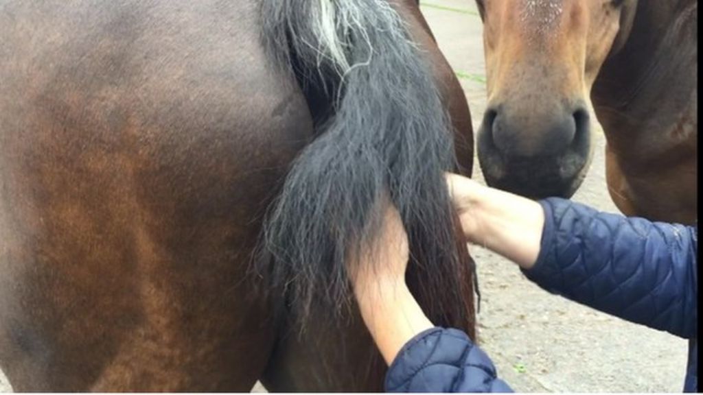 Bob the horse gets his new tail fitted by volunteers in Chard BBC News