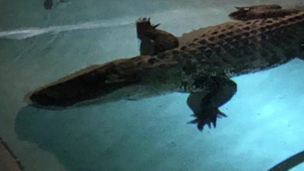 Alligator in a swimming pool