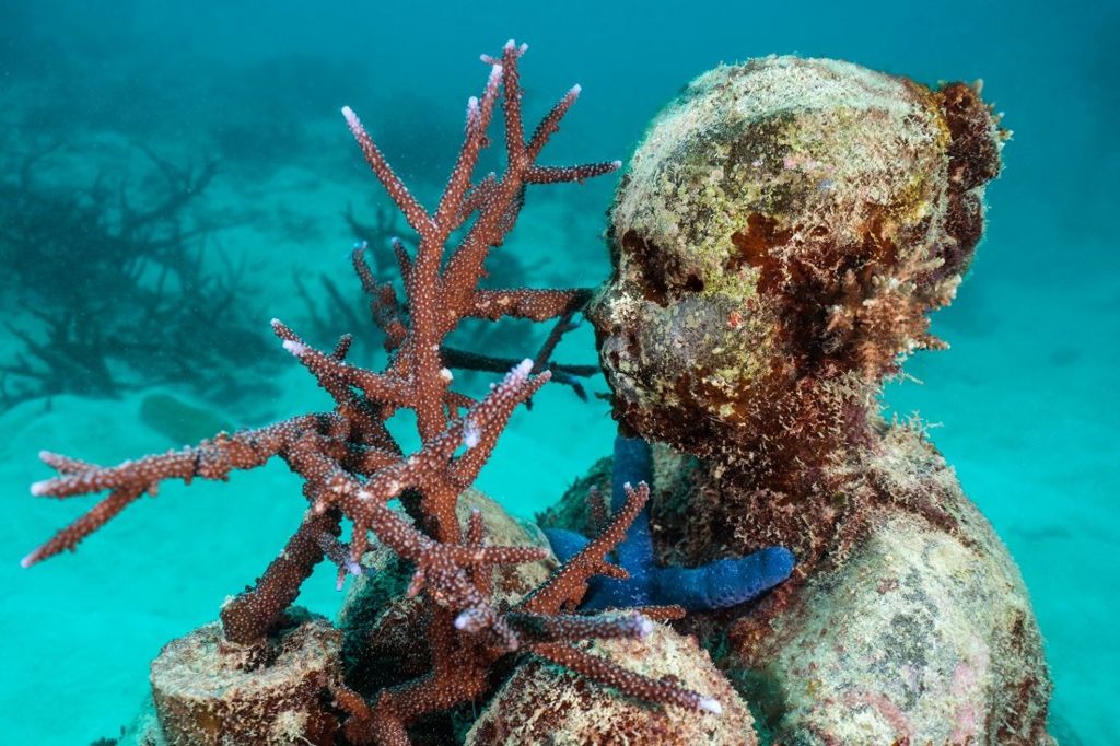 Amazing underwater sculptures appear on Great Barrier Reef - BBC