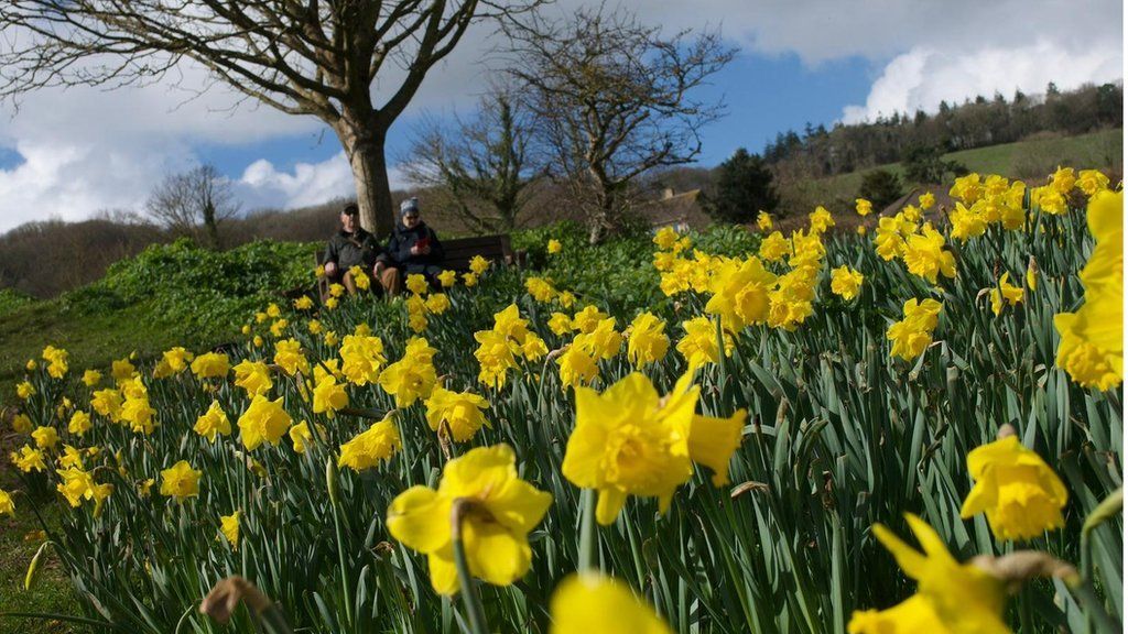 Daffodils brightening up Sidmouth in tribute to millionaire BBC News