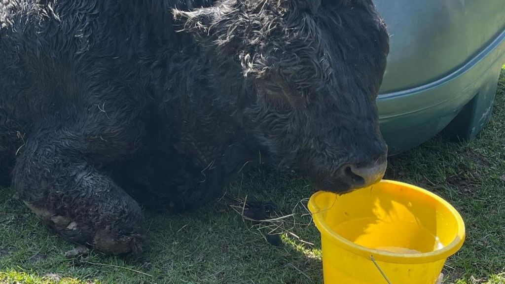 Bull sitting on grass next to yellow bucket of water