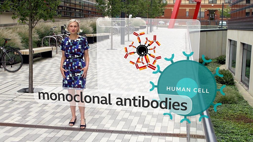 Rebecca Morelle and antibodies graphic