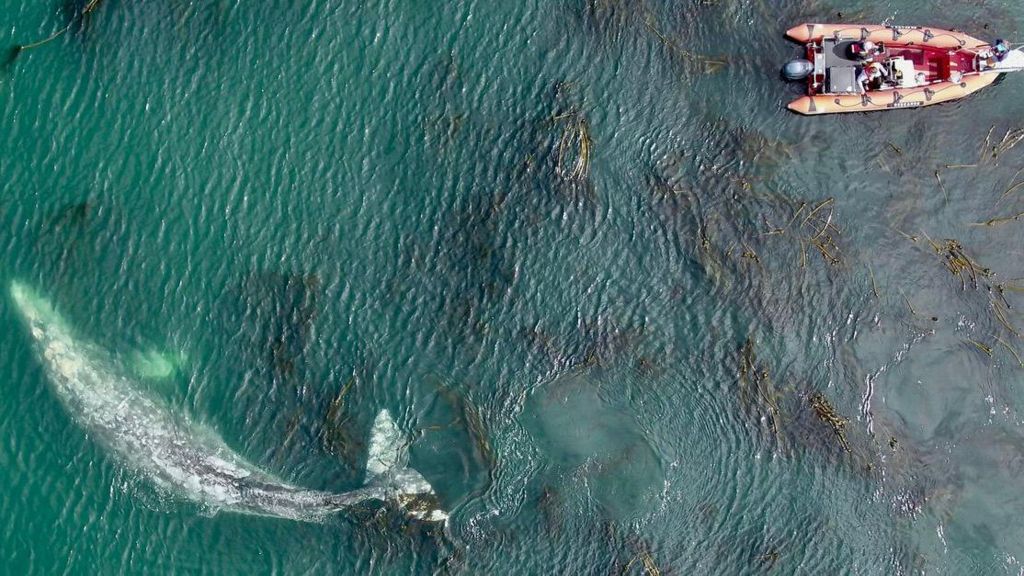 A gray whale pictured from a drone, alongside a team of scientists in a small boat