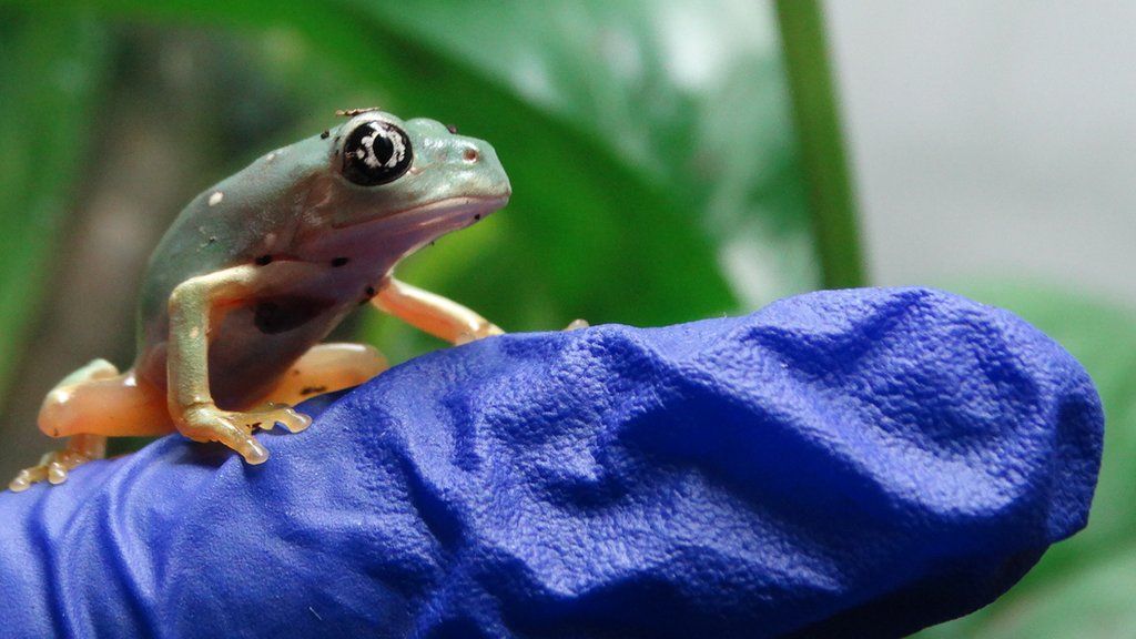 Mexican giant leaf frog