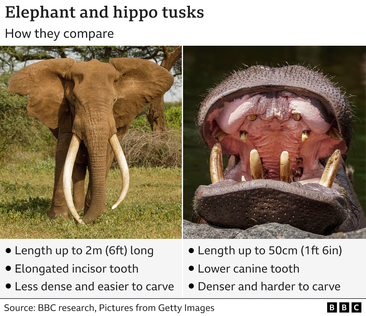 Graphic comparing elephant and hippo tusks