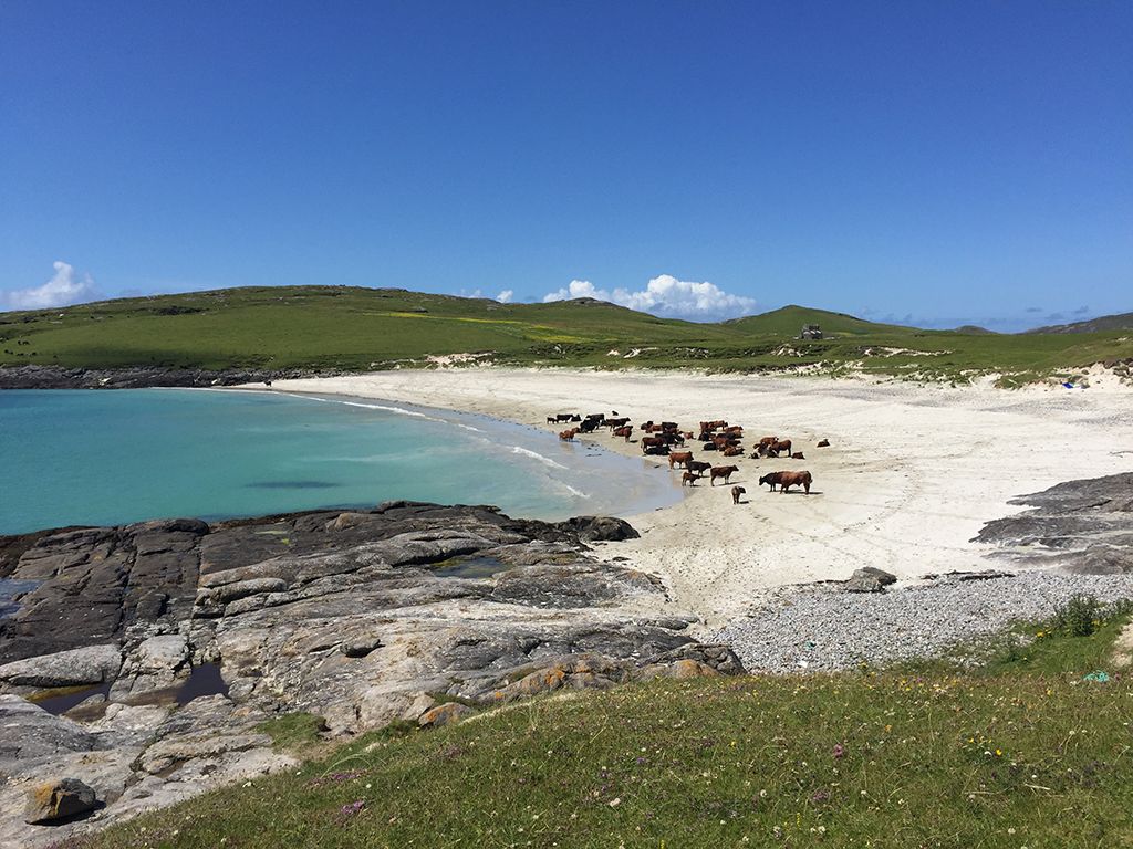 Cattle on Vatersay beach