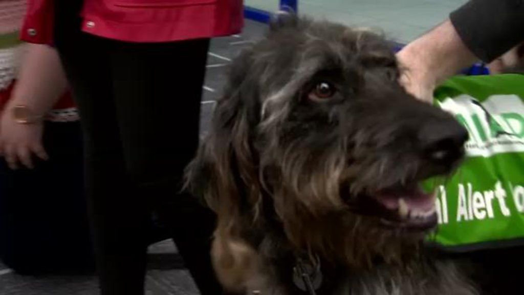 Ulster University students' canine stress relievers