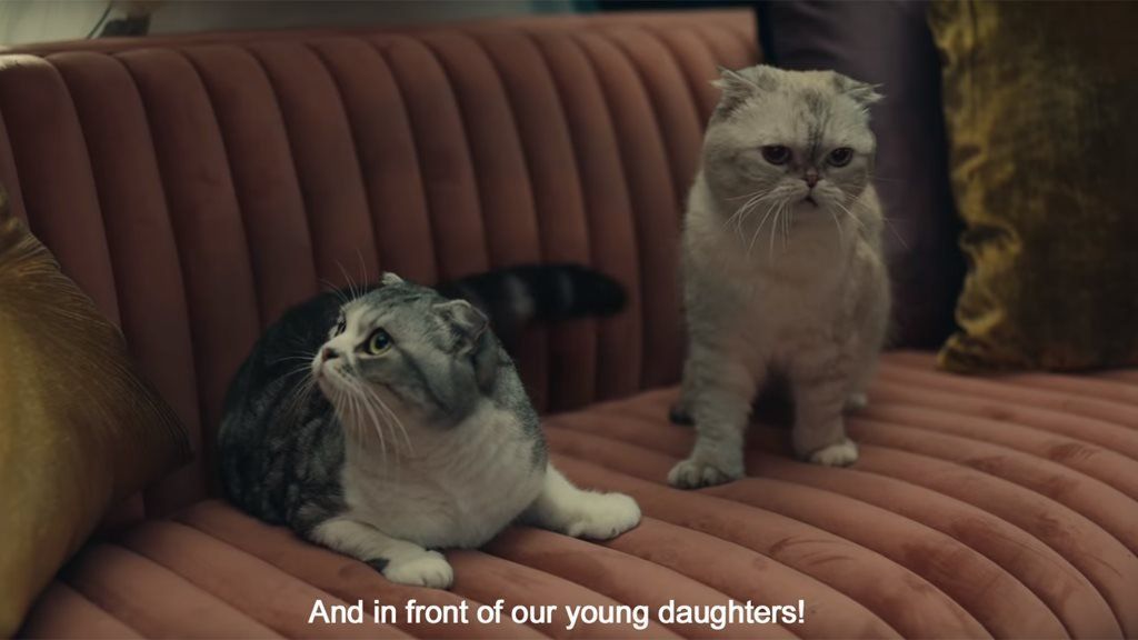 Taylor Swift's cats