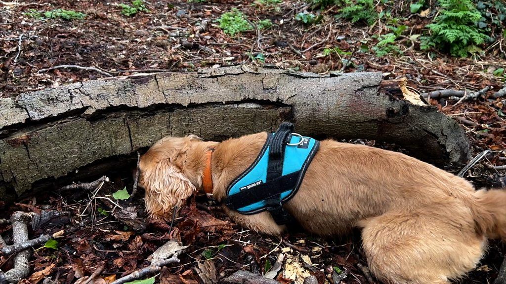 Rosie the digi dog finds a mobile found under a log