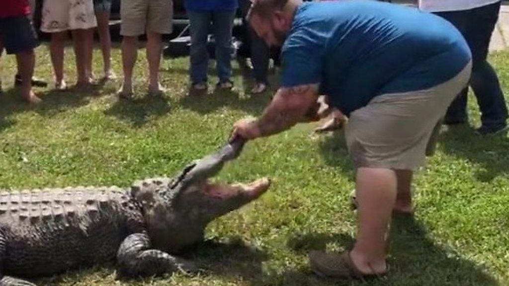 A Louisiana family throw a baby gender reveal party with and alligator.