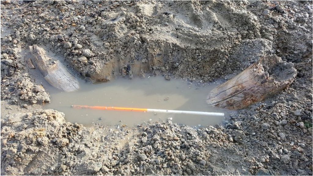 West Mersea mammoth tusk found on beach