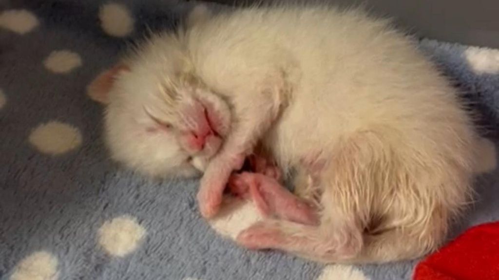 Close up of a small sleeping kitten