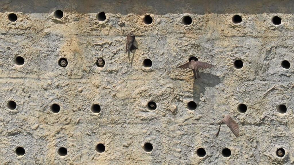 Sand martin adult and chicks at their holes