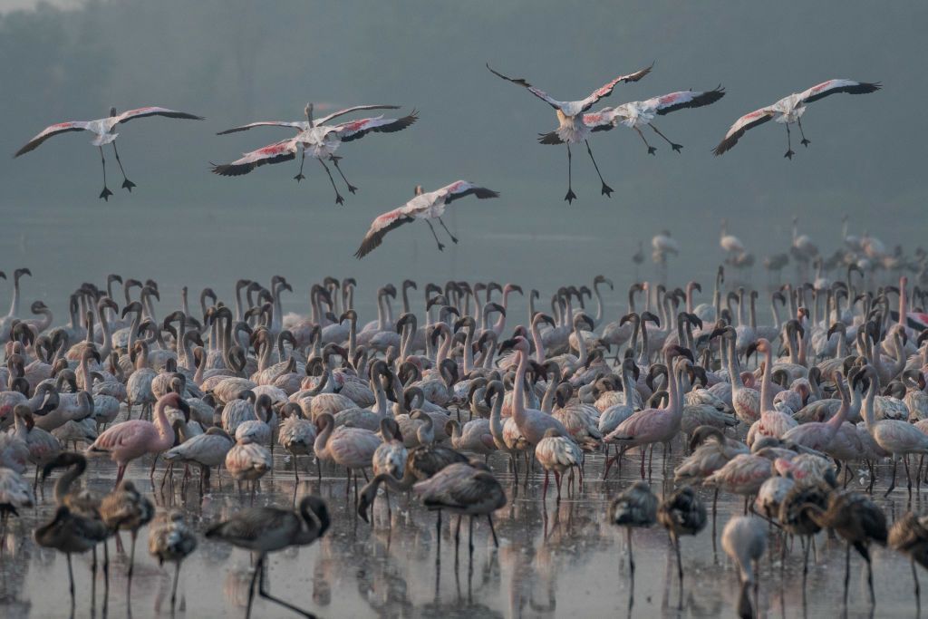 MUMBAI, INDIA - JANUARY 10: A flock of migratory flamingos gathered at DPS lake, Seawoods, on January 10, 2021 in Mumbai, India. (Photo by Pratik Chorge/Hindustan Times)