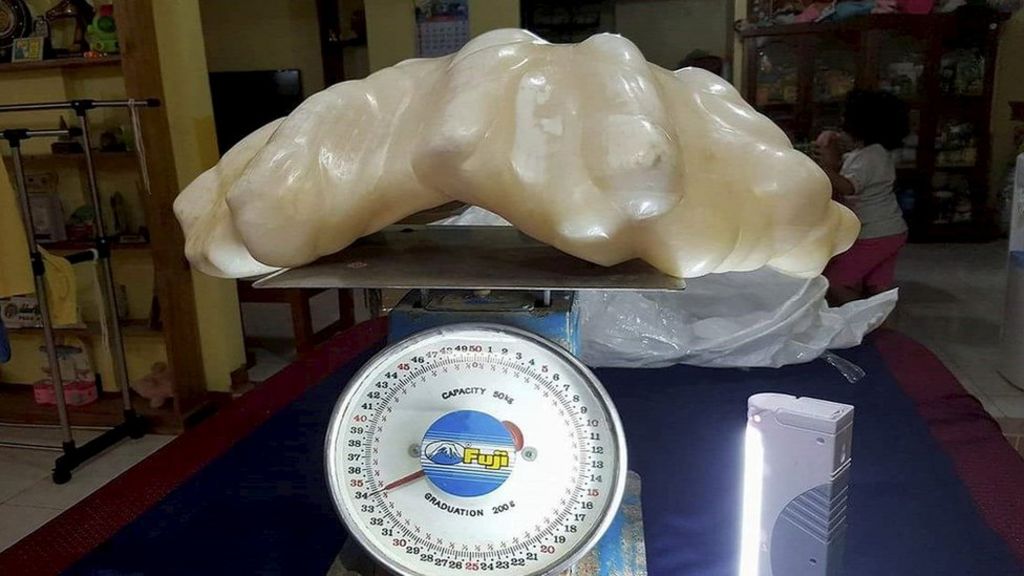 34kg-pearl-found-in-philippines-is-world-s-biggest-bbc-news