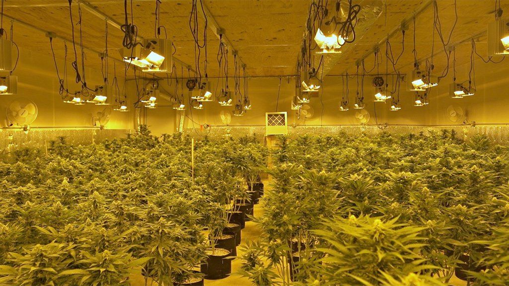 Aaron's marijuana farm in Oklahoma