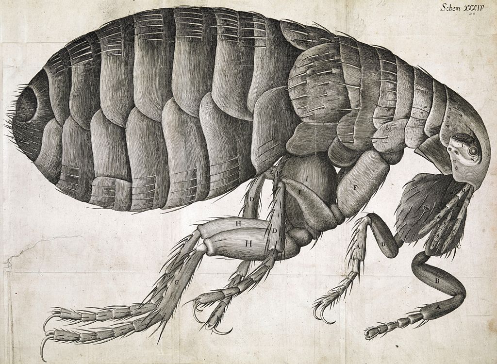 Flea viewed under the microscope, from Robert Hooke, Micrographia, 1665