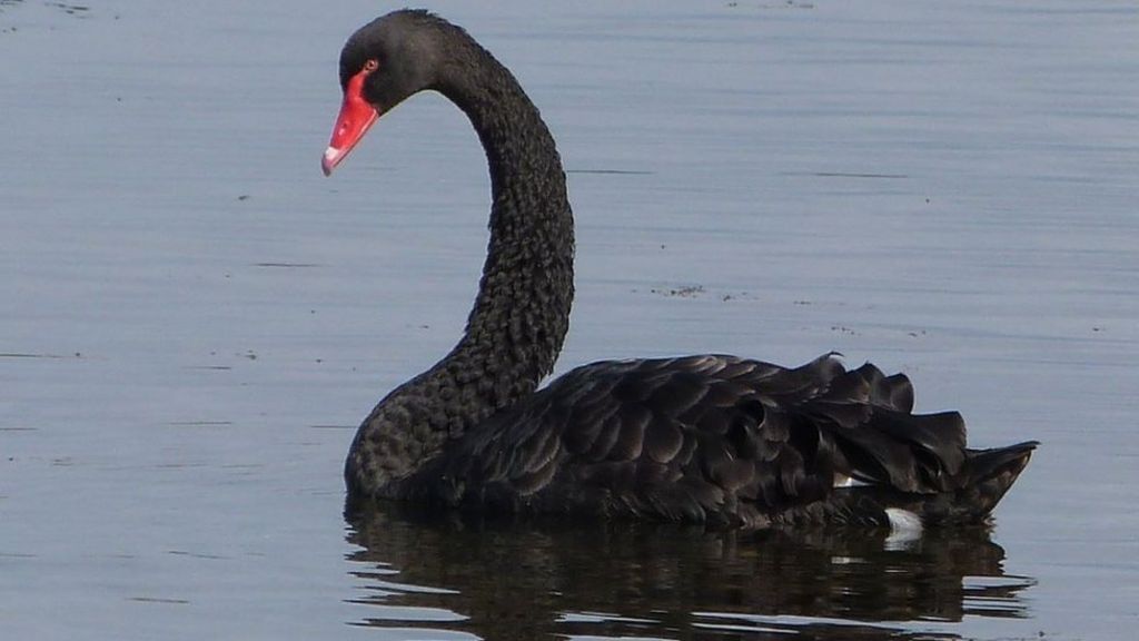 UK Wildlife: Australian black swan spotted in Scotland - CBBC ...