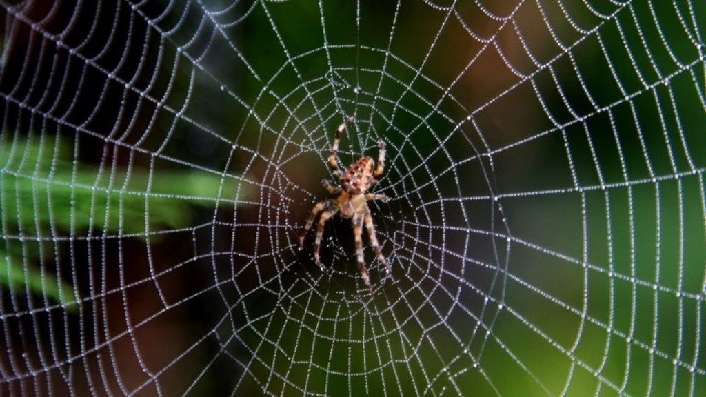 A spider-proof shed? - BBC News