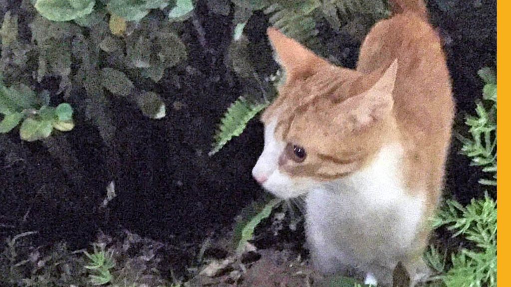 Our Cat In Havana Bbc News