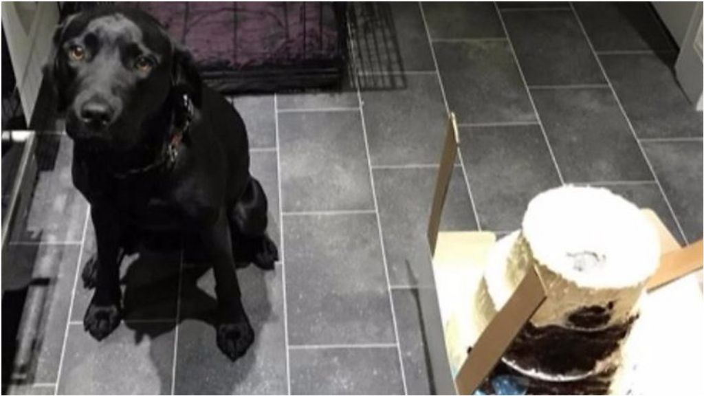 Labrador Ate Wedding Cake Labrador Ate Wedding Cake