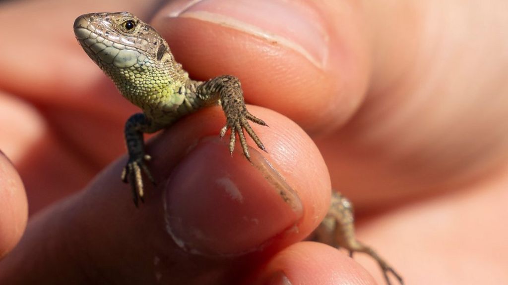 Rare sand lizards reintroduced to Eelmoor Marsh BBC News