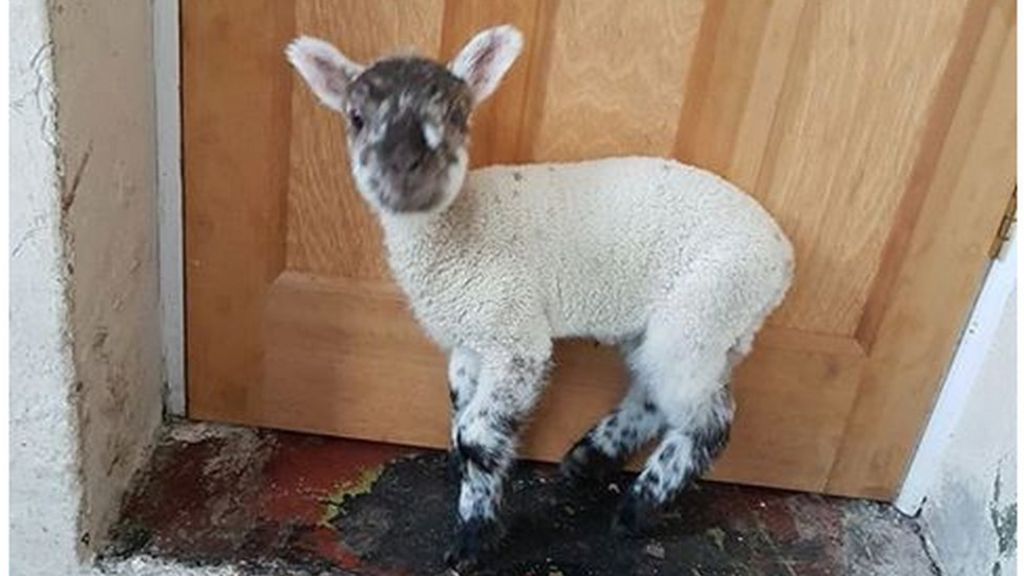 Nottinghamshire Police join search for Bella the lamb
