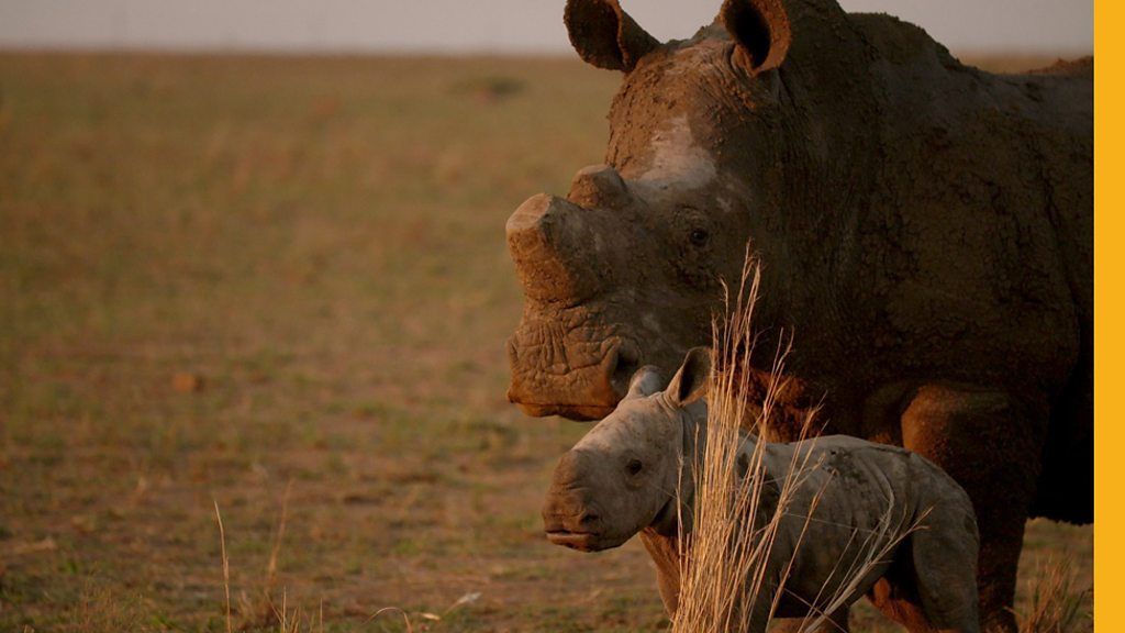 Mother and baby rhino