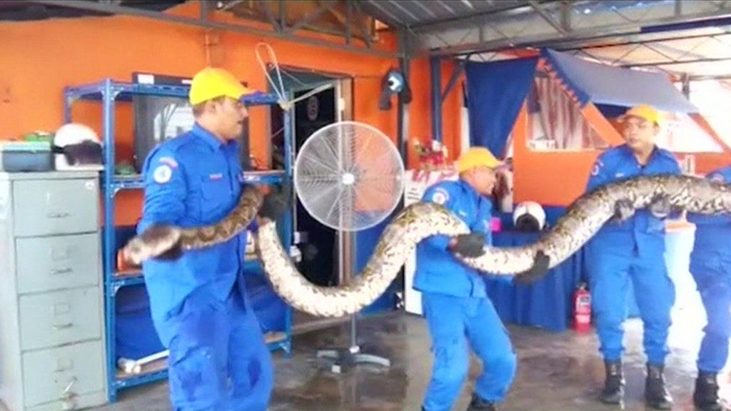 'World's longest' giant python dies in Malaysia - BBC News