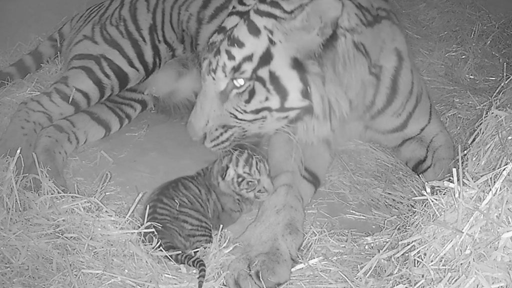 A Critically Endangered Sumatran tiger cub has been born at London Zoo
