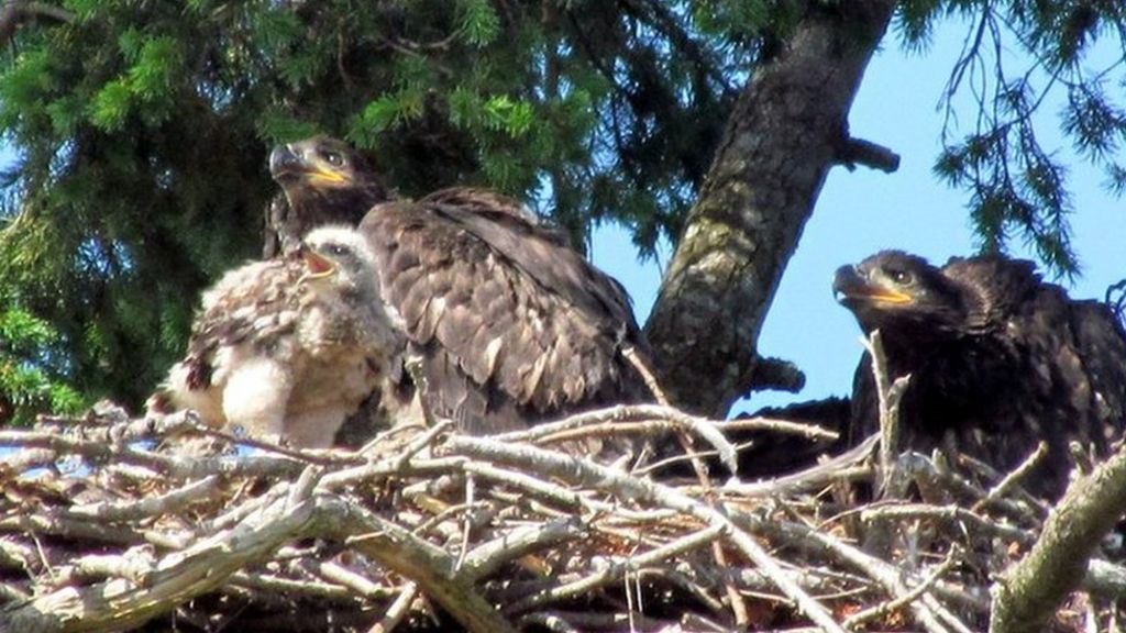 Bald Eagles Adopt Mortal Enemy Baby Red Tailed Hawk Bbc News