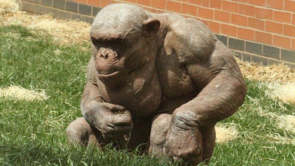 albino chimpanzee