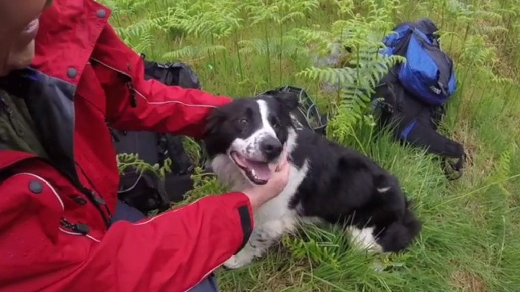 The dog rescued after a fall
