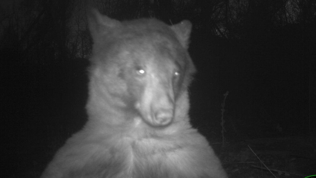 Bear in car released by police in Nevada after trashing interior BBC