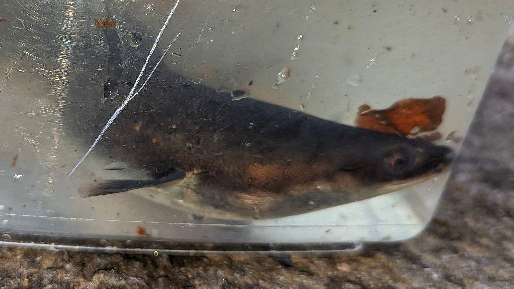 Eel in a fish tank