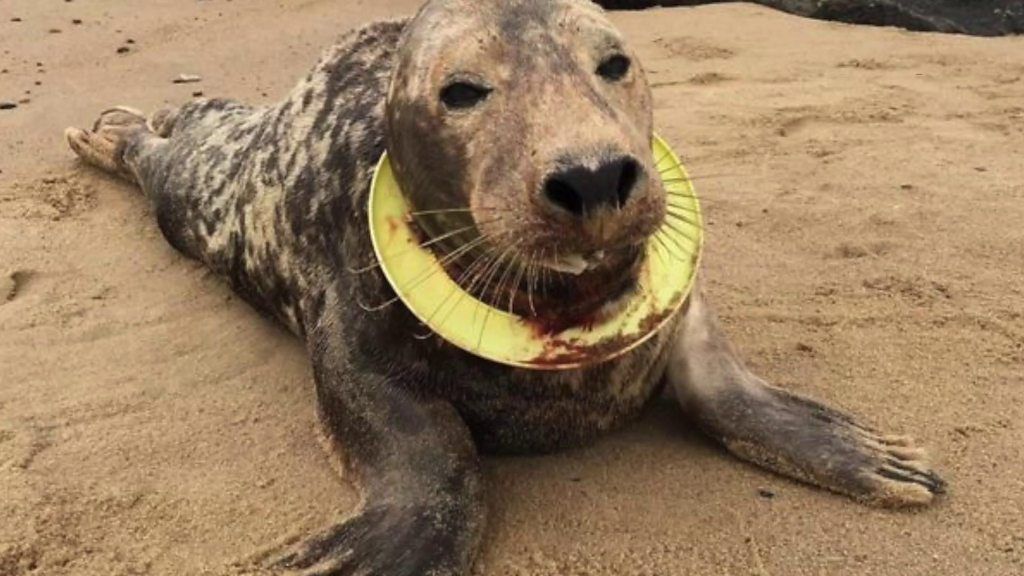 Seal with frisbee around its neck