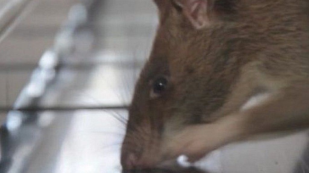 Rats are already used to sniff out landmines, but now they are going to be used to sniff out tuberculosis (TB) in Tanzania and Mozambique.