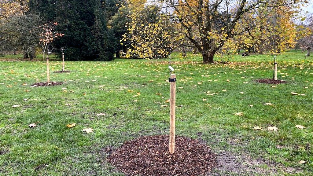Trees planted in Bute Park